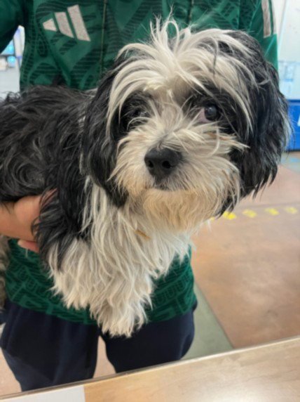 SMILEY - Shih Tzu available for adoption