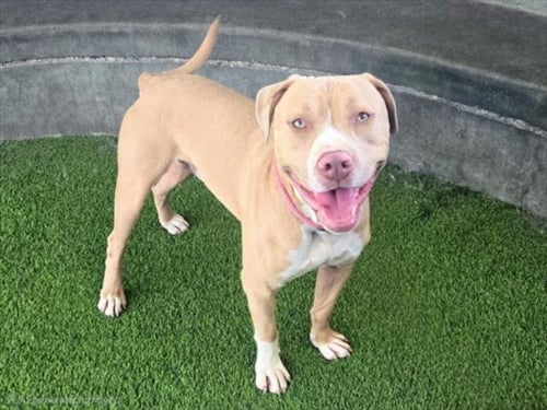 ELVIS - Cane Corso Mastiff / Pit Bull Terrier available for adoption