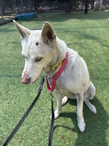 COCO - German Shepherd Dog available for adoption