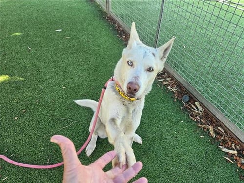 COCO - German Shepherd Dog available for adoption