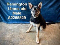 REMINGTON - Photo 1