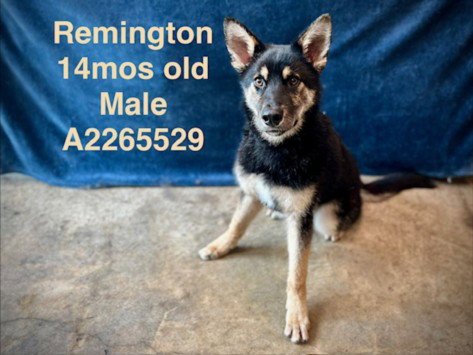 REMINGTON - German Shepherd Dog available for adoption