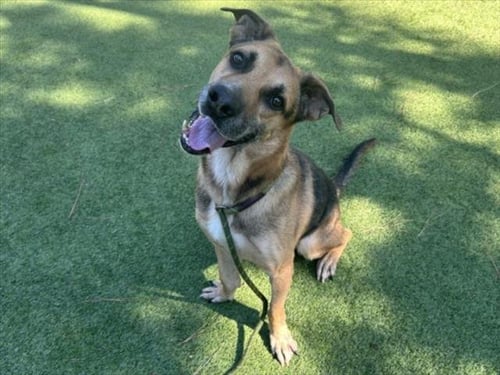 KOVU - German Shepherd Dog available for adoption