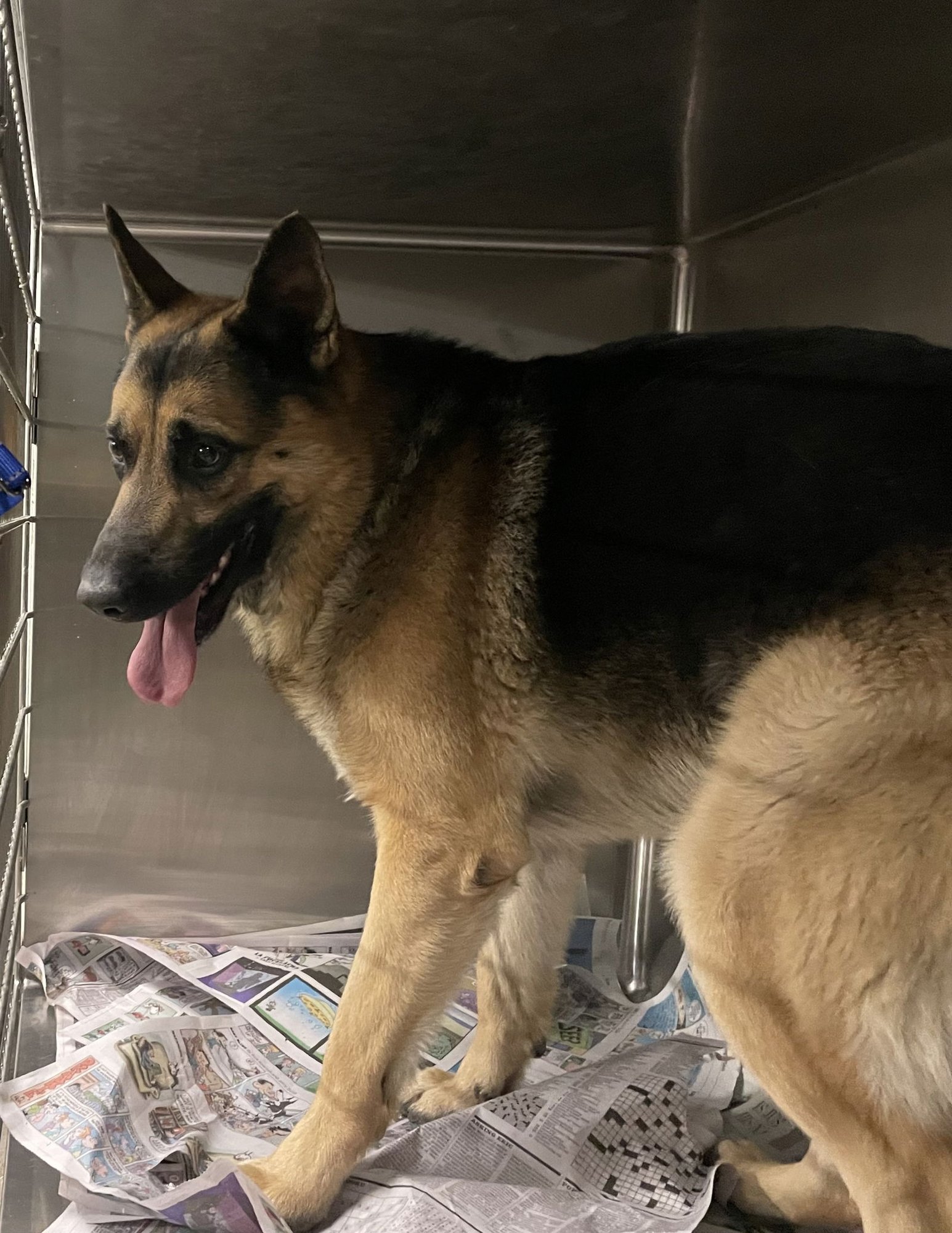 ALPHA - German Shepherd Dog available for adoption