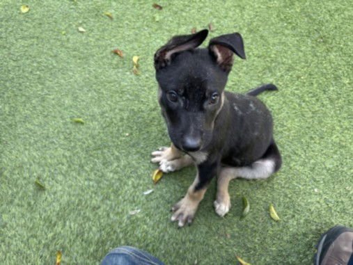 SHADOW - German Shepherd Dog available for adoption