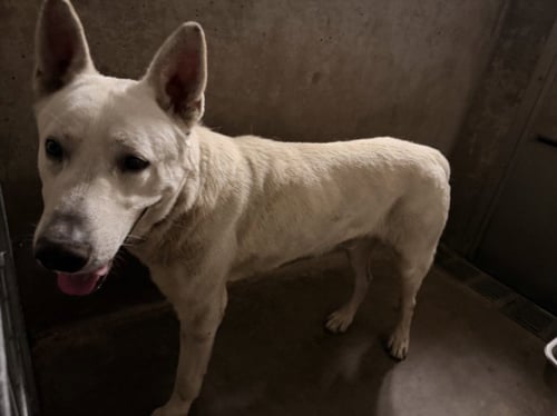 BLITZ - Husky available for adoption