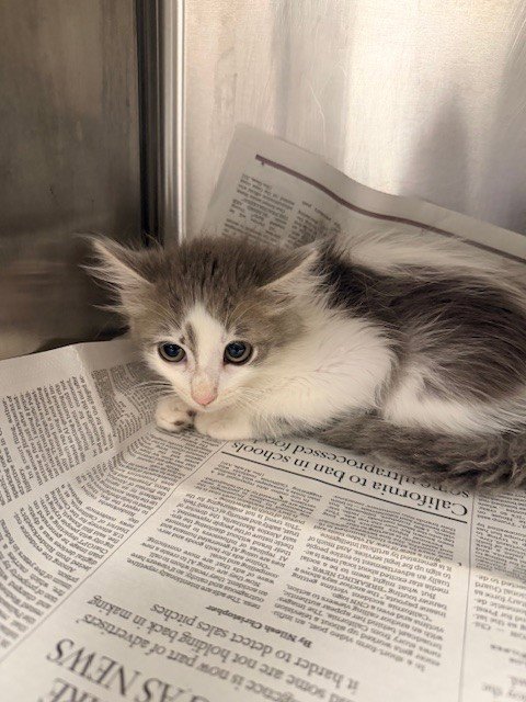 A2276223 - Domestic Long Hair available for adoption