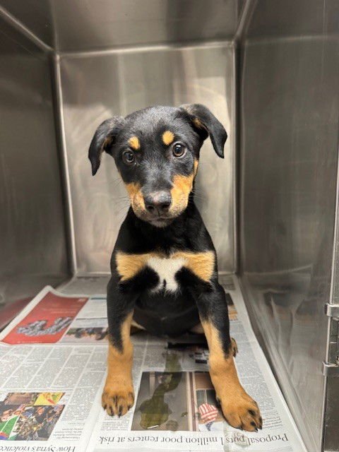 DESI - Doberman Pinscher available for adoption