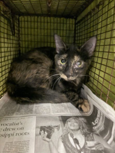 MAI - Domestic Short Hair available for adoption