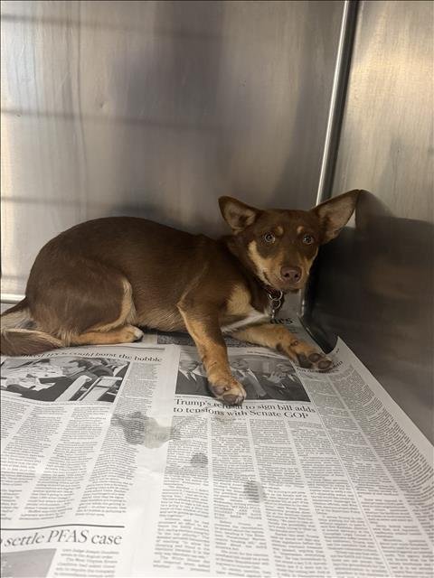 COCO - Chihuahua available for adoption