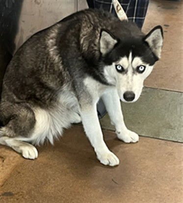 LEYA - Siberian Husky available for adoption