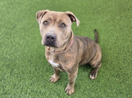 SALLY - Staffordshire Bull Terrier available for adoption