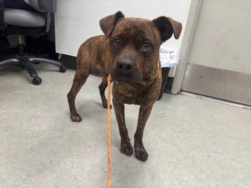BRUNO - Staffordshire Bull Terrier available for adoption