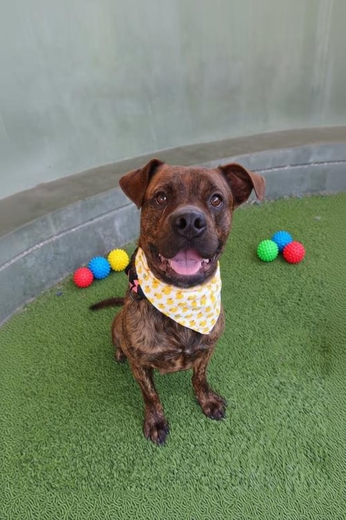 BRUNO - Staffordshire Bull Terrier available for adoption