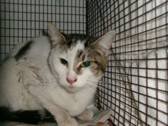 STORM - Domestic Short Hair available for adoption