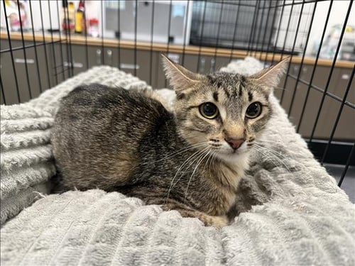 COCO - Domestic Short Hair available for adoption