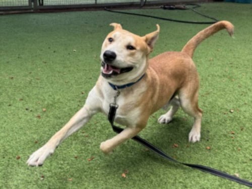 JAX - Pit Bull Terrier available for adoption