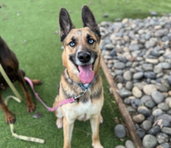 KEMAH - German Shepherd Dog available for adoption