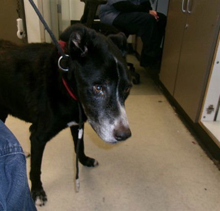 JUNKYARD DOG - Labrador Retriever available for adoption