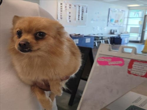LEA - Pomeranian / Chihuahua available for adoption
