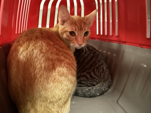 ORANGE JULIUS - Domestic Short Hair available for adoption