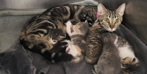 MADONNA - Domestic Short Hair available for adoption