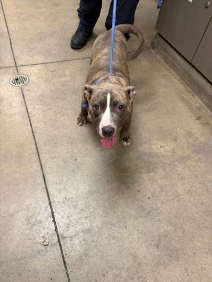 WINNIE - American Staffordshire Terrier available for adoption