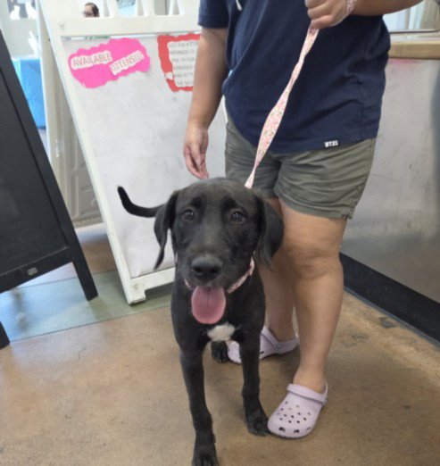 LICORICE - Labrador Retriever available for adoption