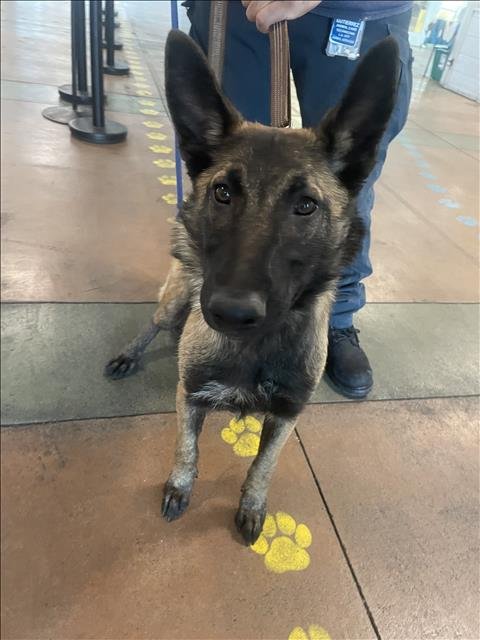 SMOKEY - Belgian Shepherd Malinois available for adoption