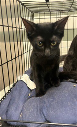 BISHOP - Domestic Short Hair available for adoption