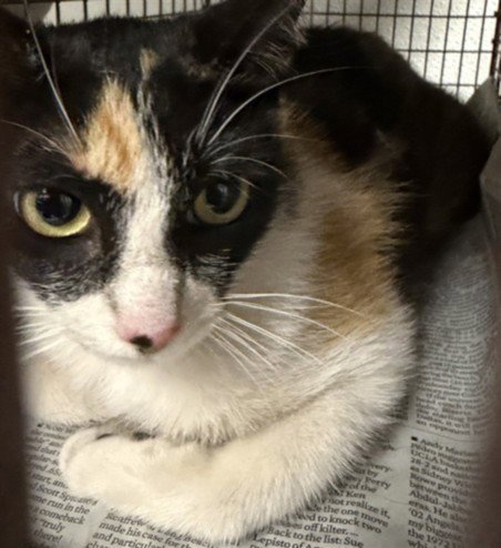 FETTI - Domestic Short Hair available for adoption