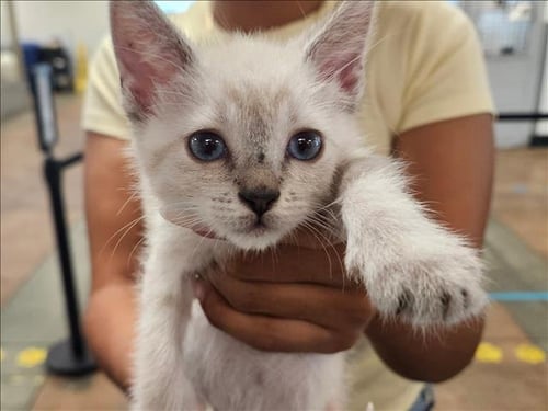 LUNA - Domestic Short Hair available for adoption