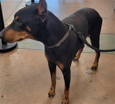 SWIFT - Doberman Pinscher available for adoption