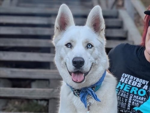 CHIP - Siberian Husky available for adoption