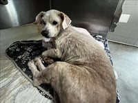 COCO - Photo 1