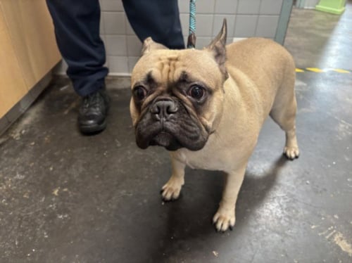 A2301696 - French Bulldog / Pug available for adoption