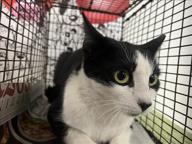 STARBURST - Domestic Short Hair available for adoption