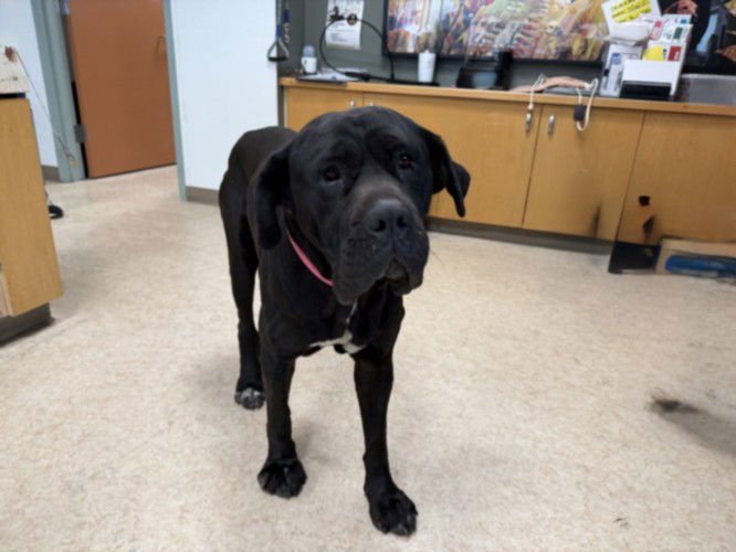 MAGIC - Cane Corso Mastiff available for adoption