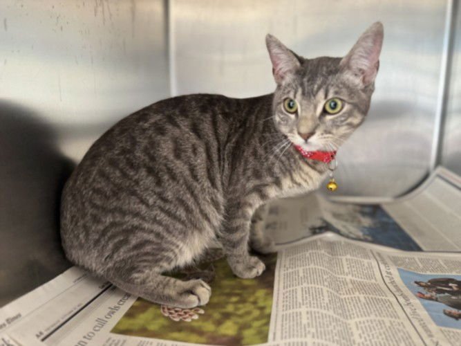 MAURICE - Domestic Short Hair available for adoption