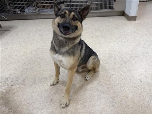 KINO - German Shepherd Dog available for adoption