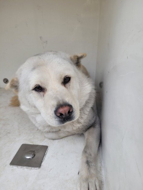 SALLY - American Eskimo Dog available for adoption