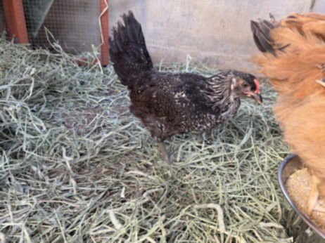 A2259407 - Chicken available for adoption