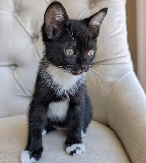 PEZ - Domestic Short Hair available for adoption