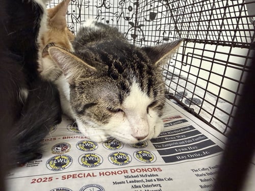 A2291211 - Domestic Short Hair available for adoption