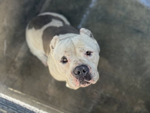 POPEYE - Pit Bull Terrier available for adoption