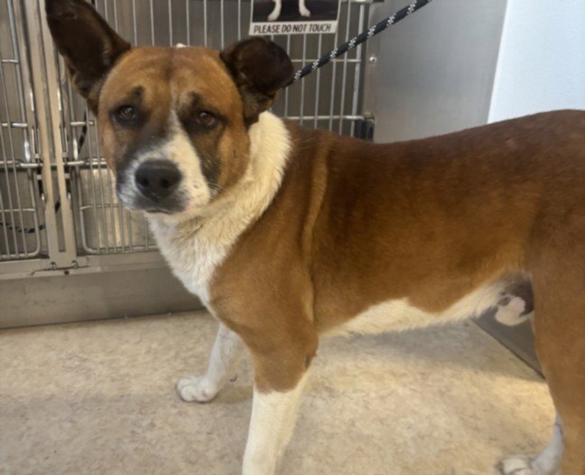 BUSTER Image