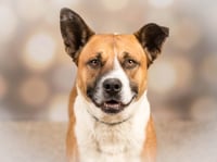 BUSTER - Photo 1