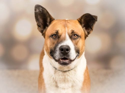 BUSTER - Basenji available for adoption