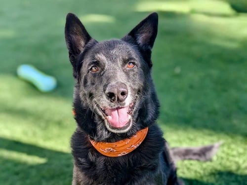 BOSCO - German Shepherd Dog available for adoption
