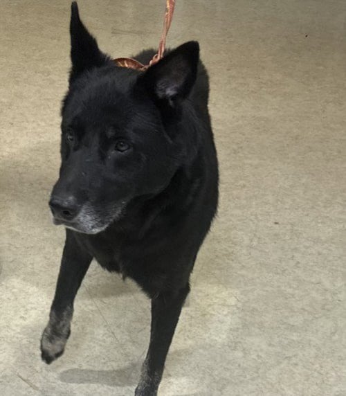 BOSCO - German Shepherd Dog available for adoption